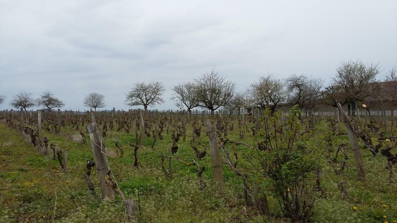 La Chagnelotte Leilighet Farges-les-Chalon Eksteriør bilde
